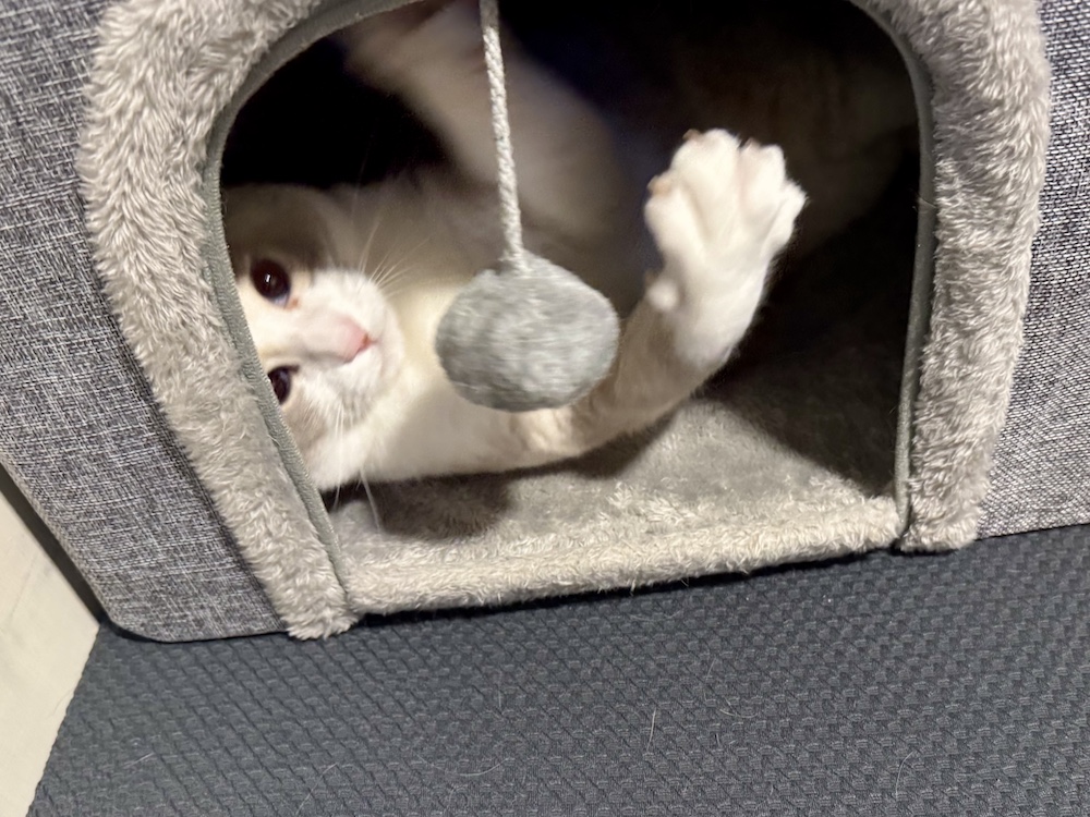 ハウスの中でボンボンを見ているみゅうちゃん